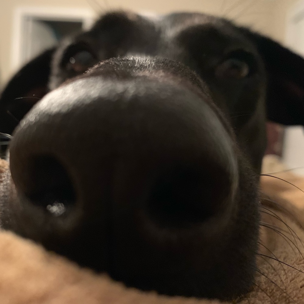 Meet your Posher, Nicole